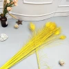 Peacock feather decolorization and dyeing pink props for home decoration and accessory materials peacock feathers details Picture